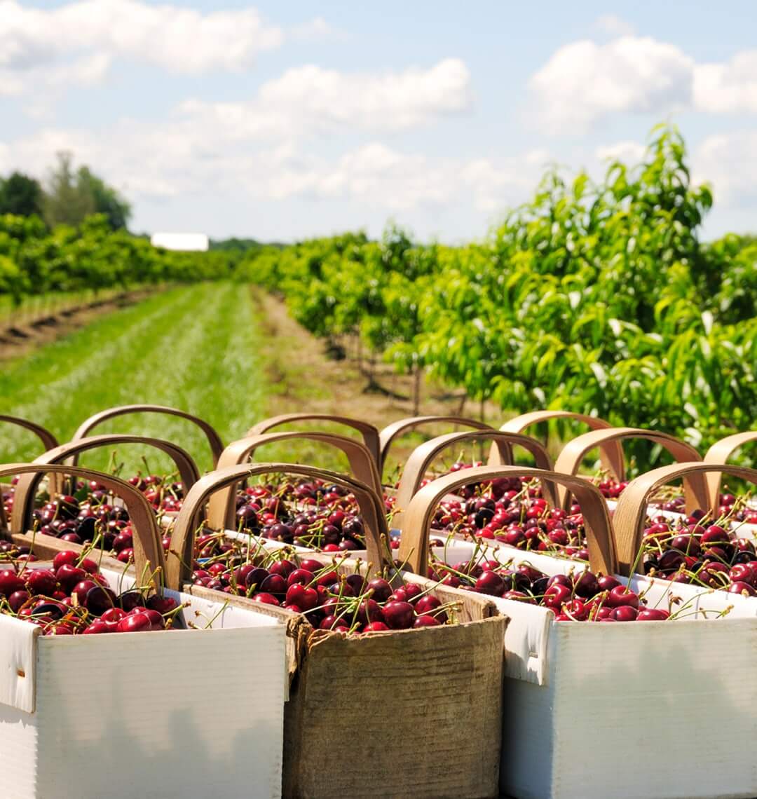 baskets filled with cherries