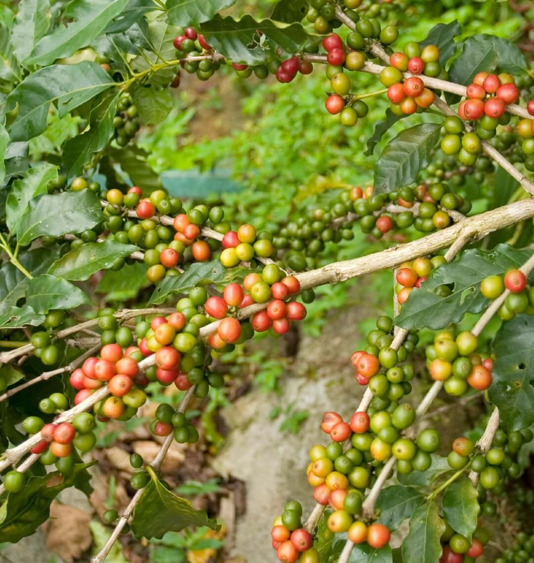 branch of coffee tree