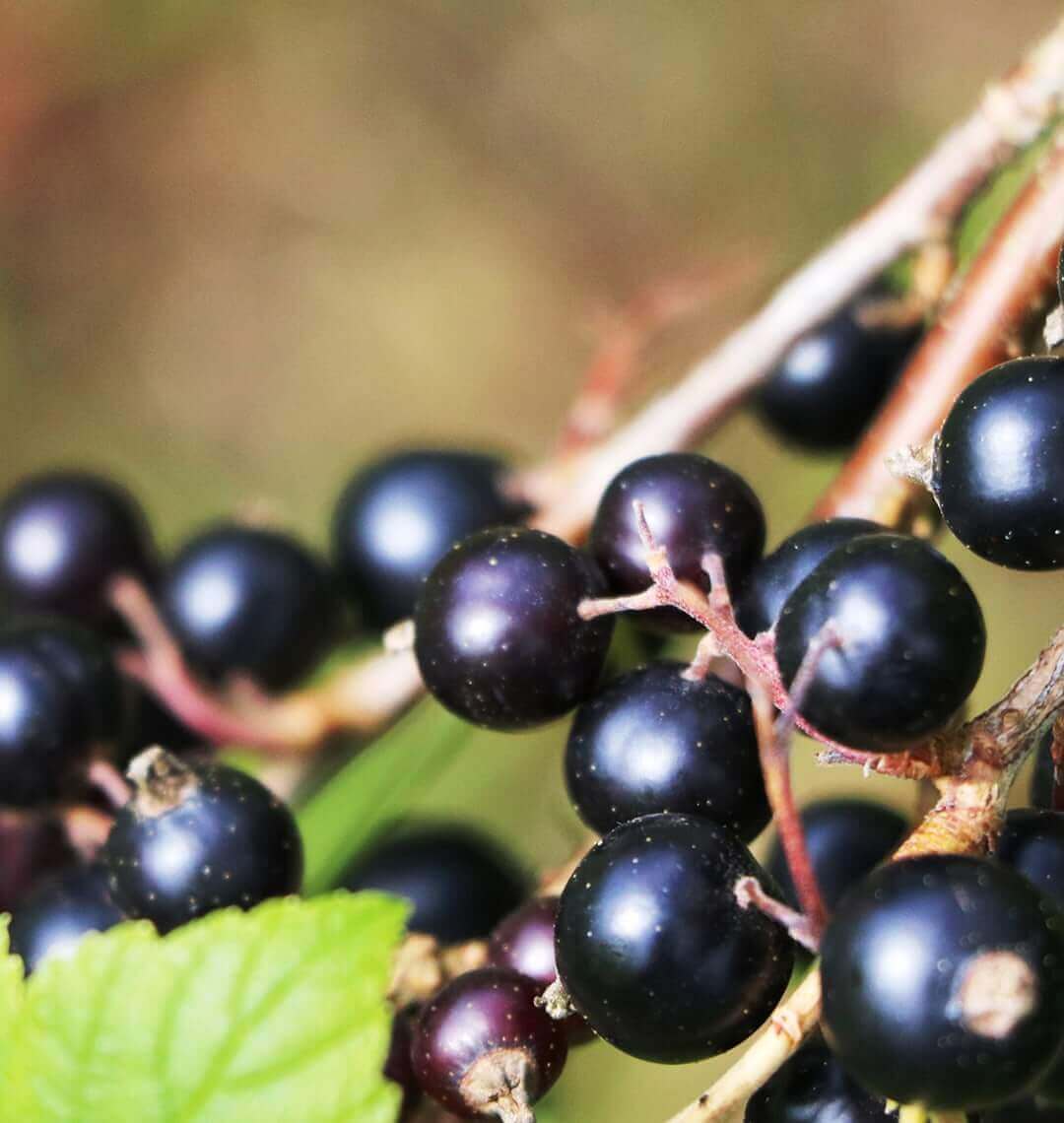 branch of blackcurrant