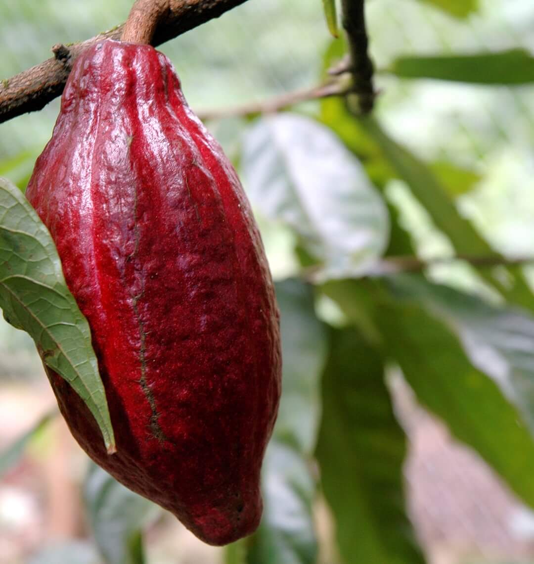 Cocoa