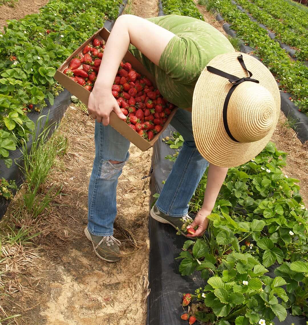 Farmer picking strawberries
