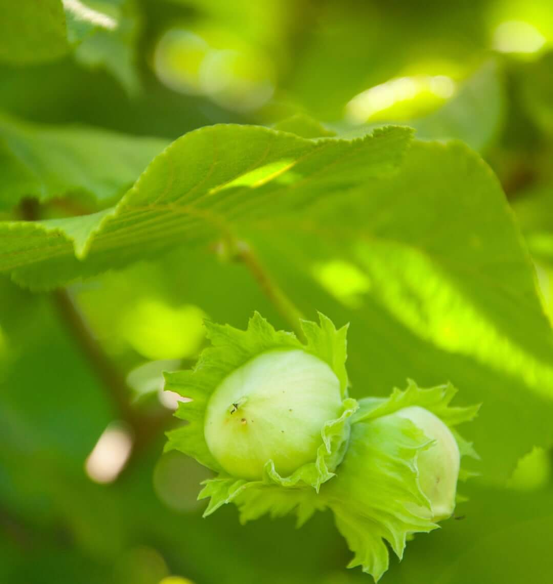 branch of a hazel tree